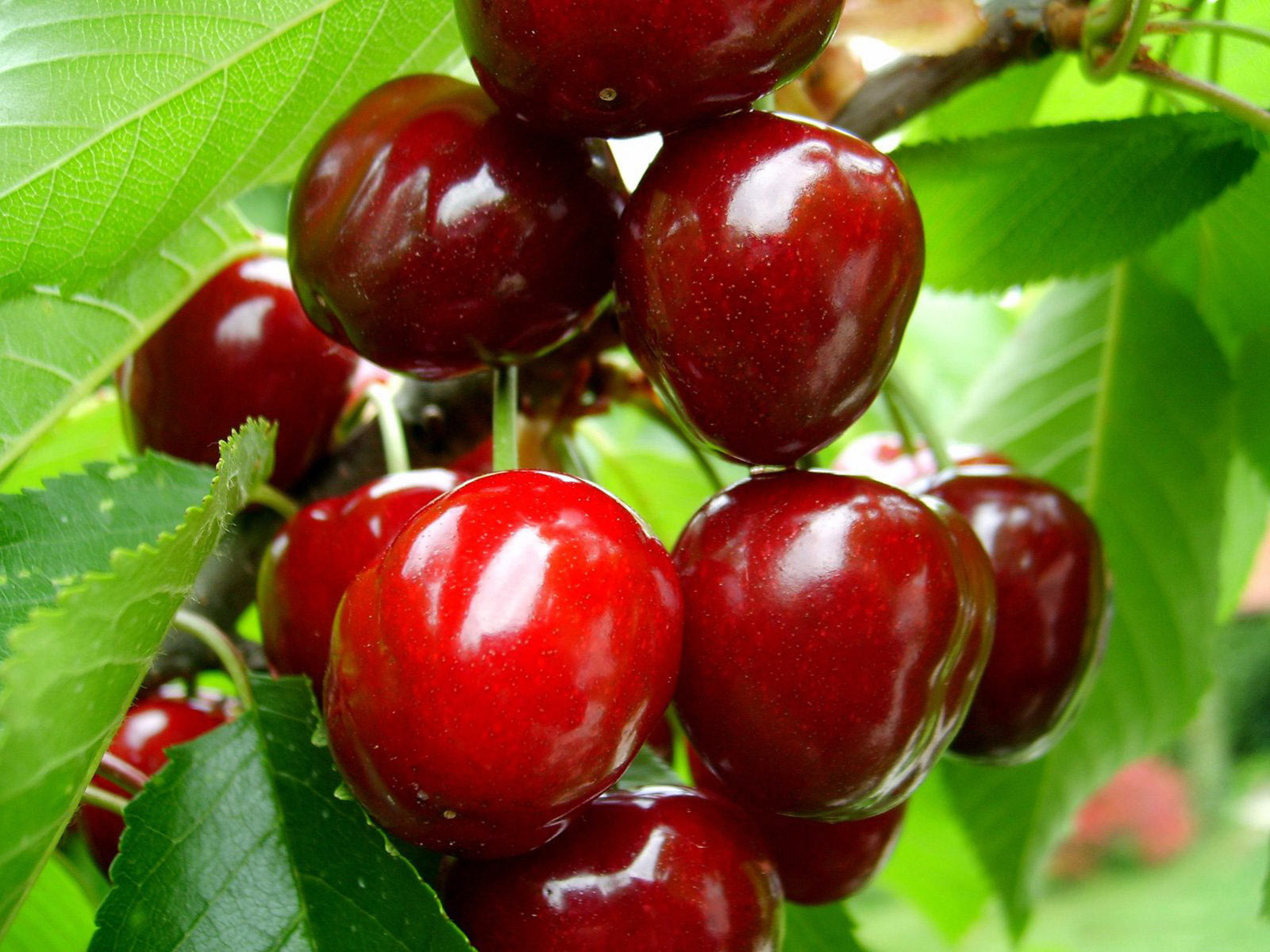 Cherry_fruit