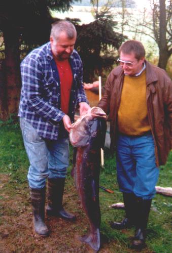 Graskarpfen von 1,20m, entnommen nach der letzten Ablaaktion Sept.1998